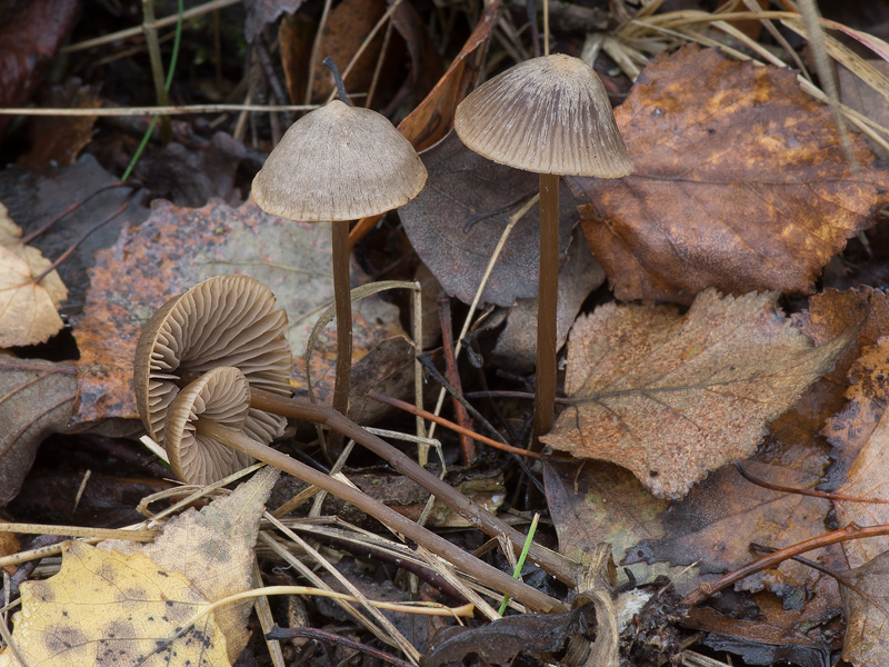 Entoloma juncinum